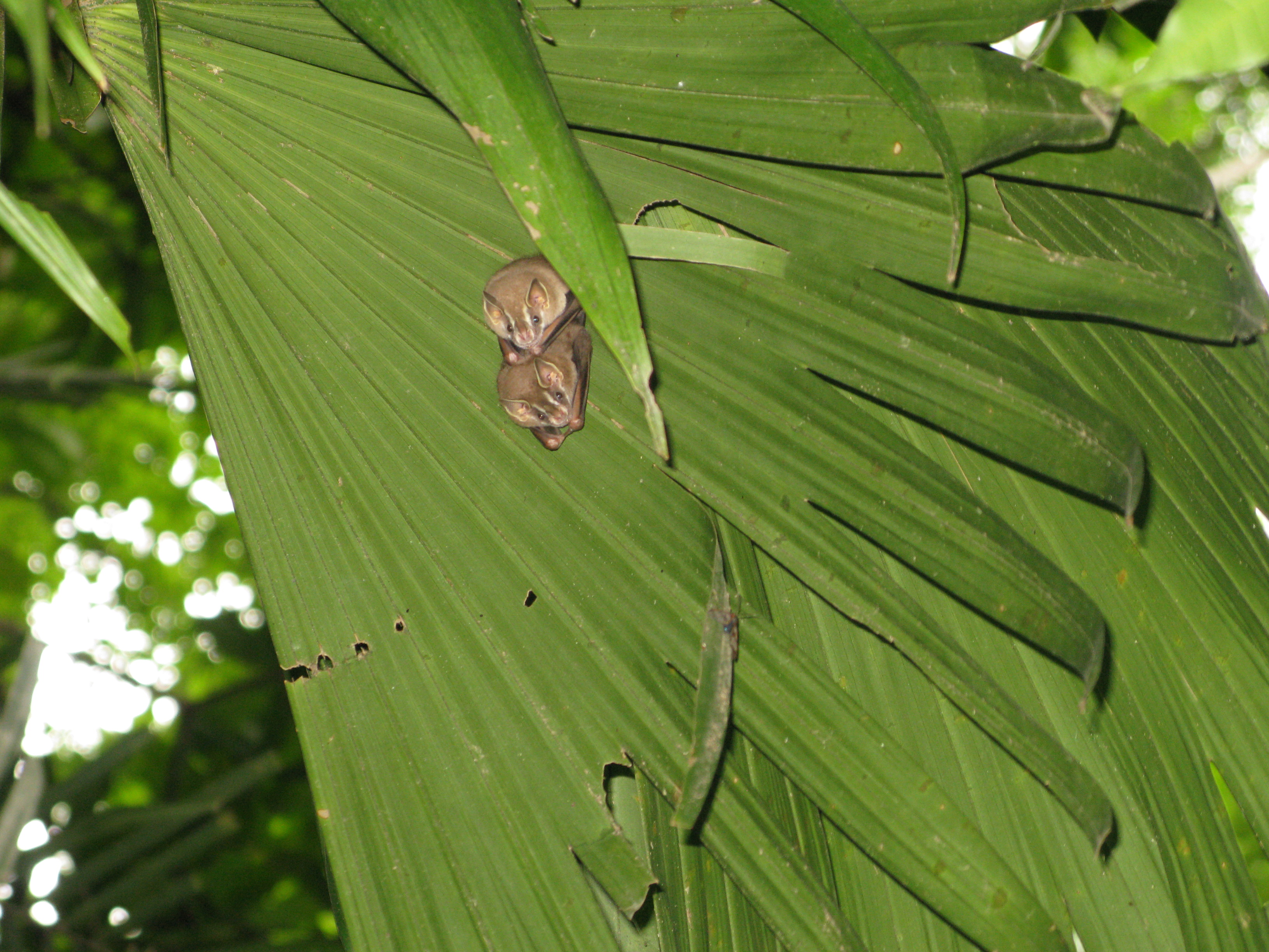 These cute little bats are so small and lightweight that a big palm leaf is all the shelter they need.