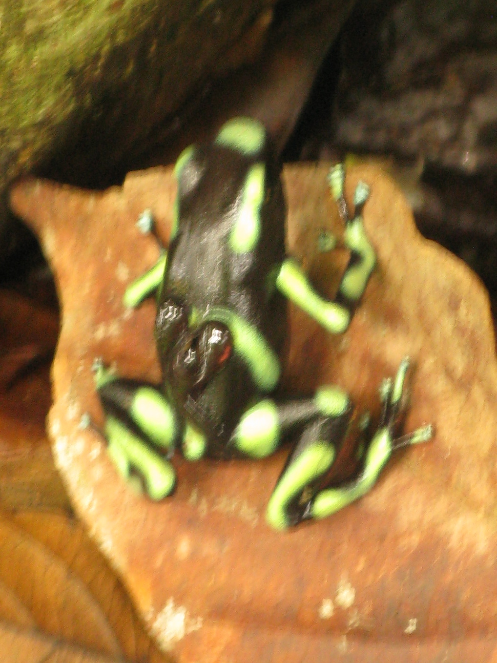This mother poison dart frog is transporting her three young tadpoles to the top of a very large tree where she'll deposit them each in separate bromilliades that are holding enough water for the tadpoles to survive and sprout legs of their own.  Our guide, Andrei, was so excited to see a mother carrying her tads that he made us promise to e-mail him this picture.  It's a little blurry due to lower light conditions under the canopy and the inability to use a flash because it hurts the eyes of these fragile little creatures.