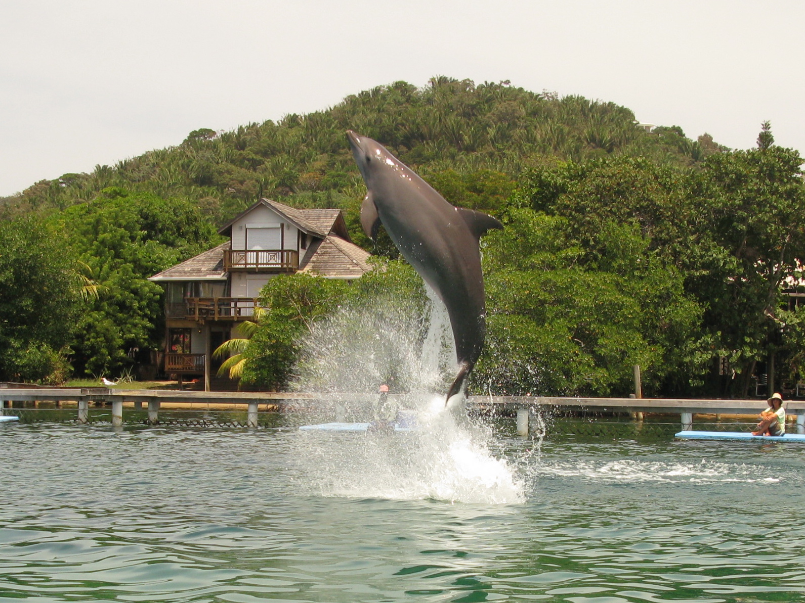 dolphin_jump