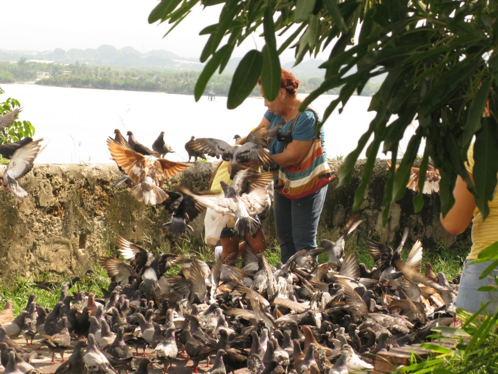 Puerto Ricans feeding/being attacked by a mob of pigeons.