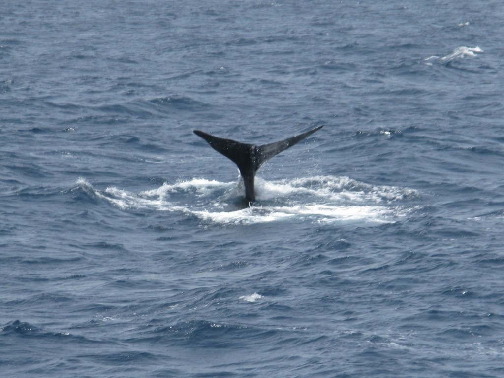 Sperm whale fluke and dive